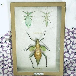 Rare Spectacular Specimen Framed Preserved Insects